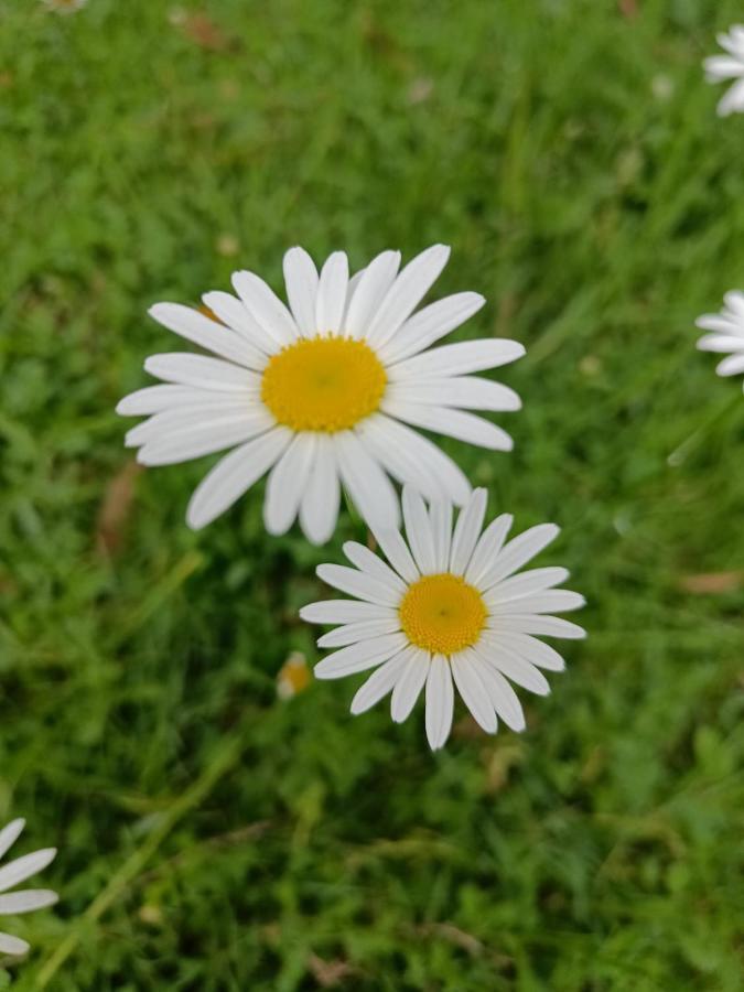 Natures Retreat Hotels And Resorts Ooty Luaran gambar